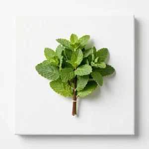 Fresh Mint Bunch